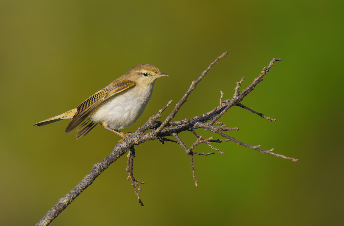 Western Bonelli's Warbler - Rui Pereira | Portugal Birding