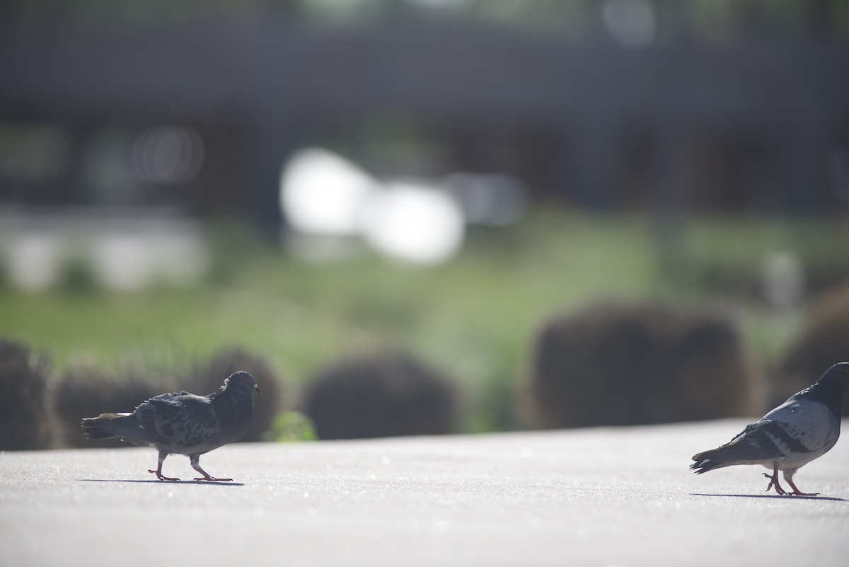 Rock Pigeon (Feral Pigeon) - ML617863833