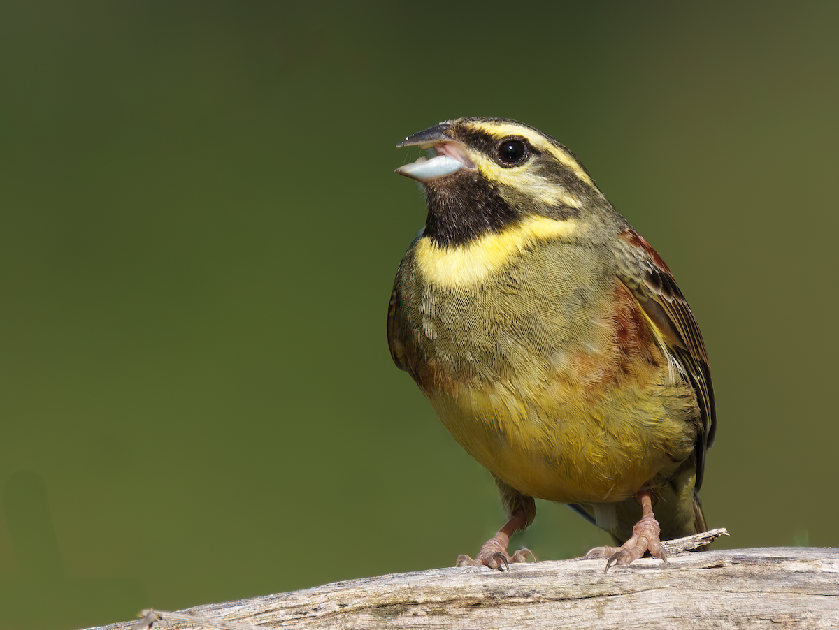 Cirl Bunting - Rui Pereira | Portugal Birding