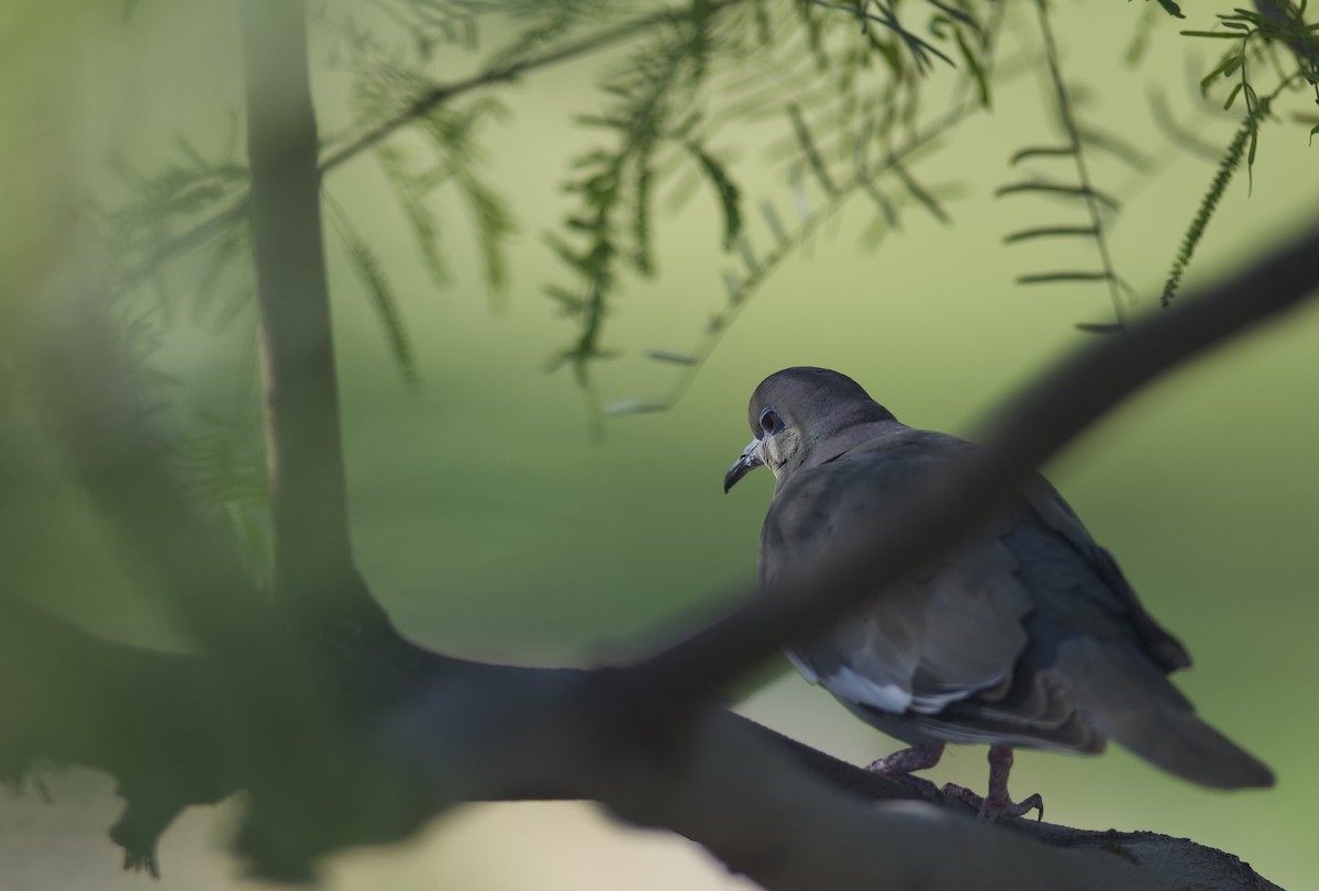 White-winged Dove - ML617863842