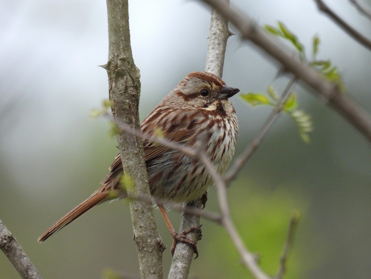 Song Sparrow - ML617863907