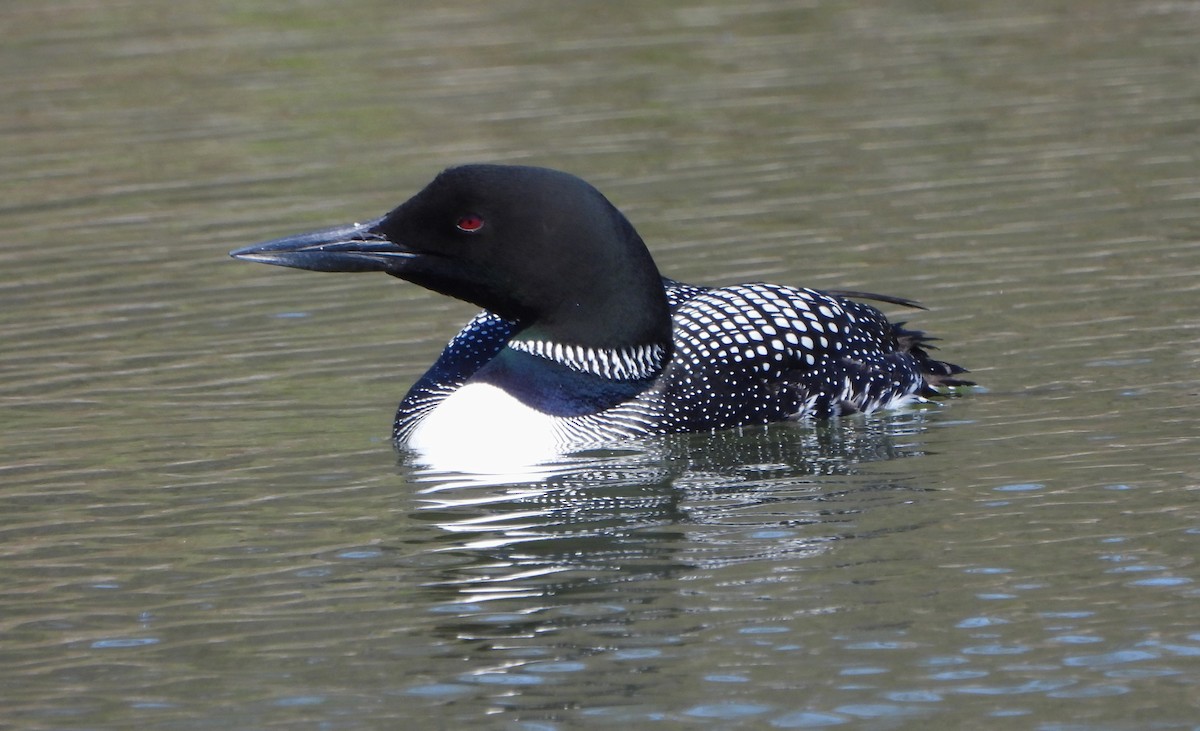 Common Loon - Steven C