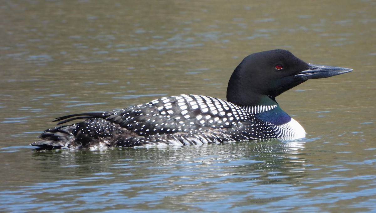 Common Loon - ML617863931