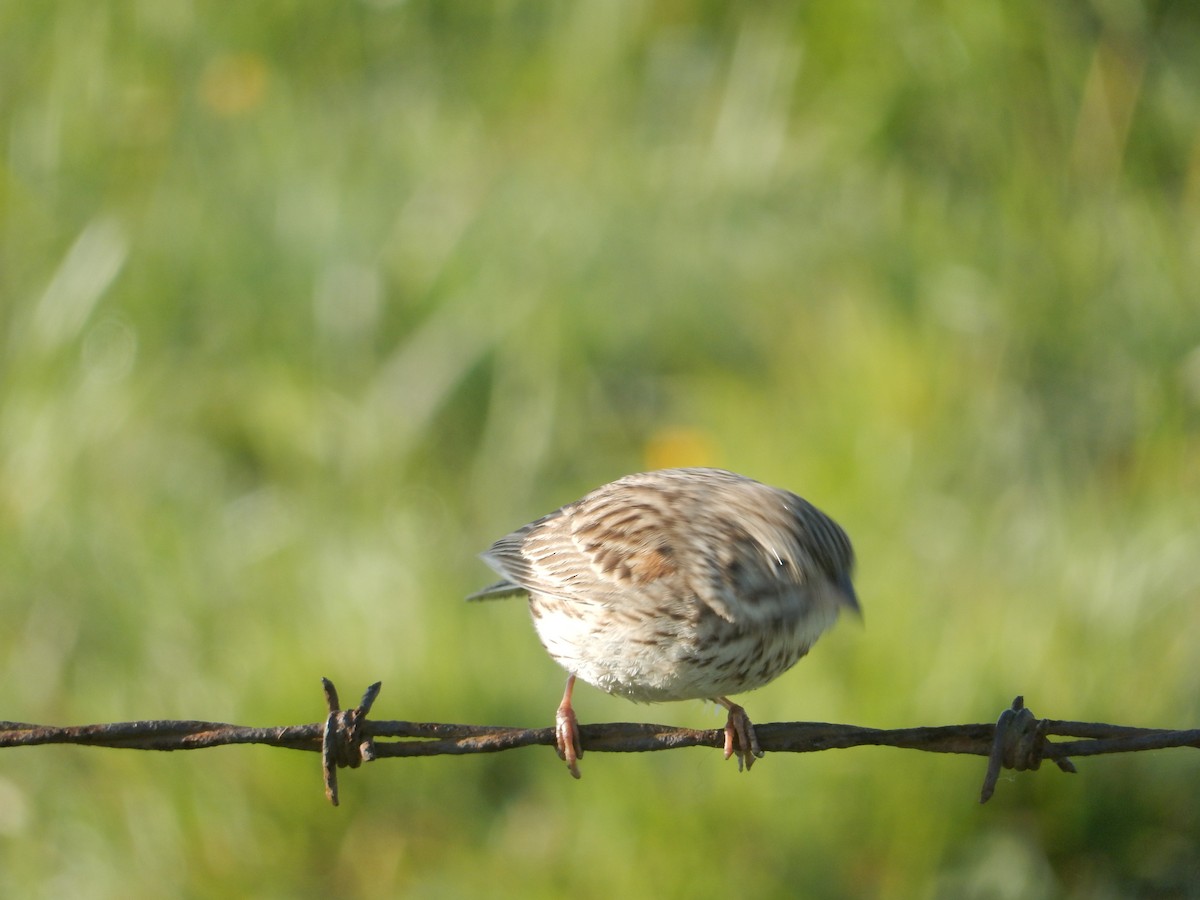 Vesper Sparrow - ML617863935