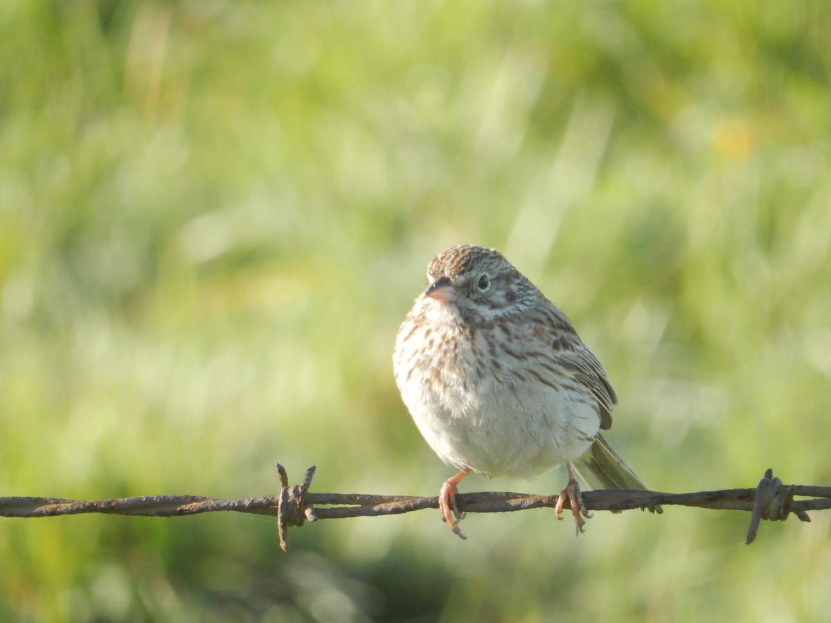 Vesper Sparrow - ML617863936