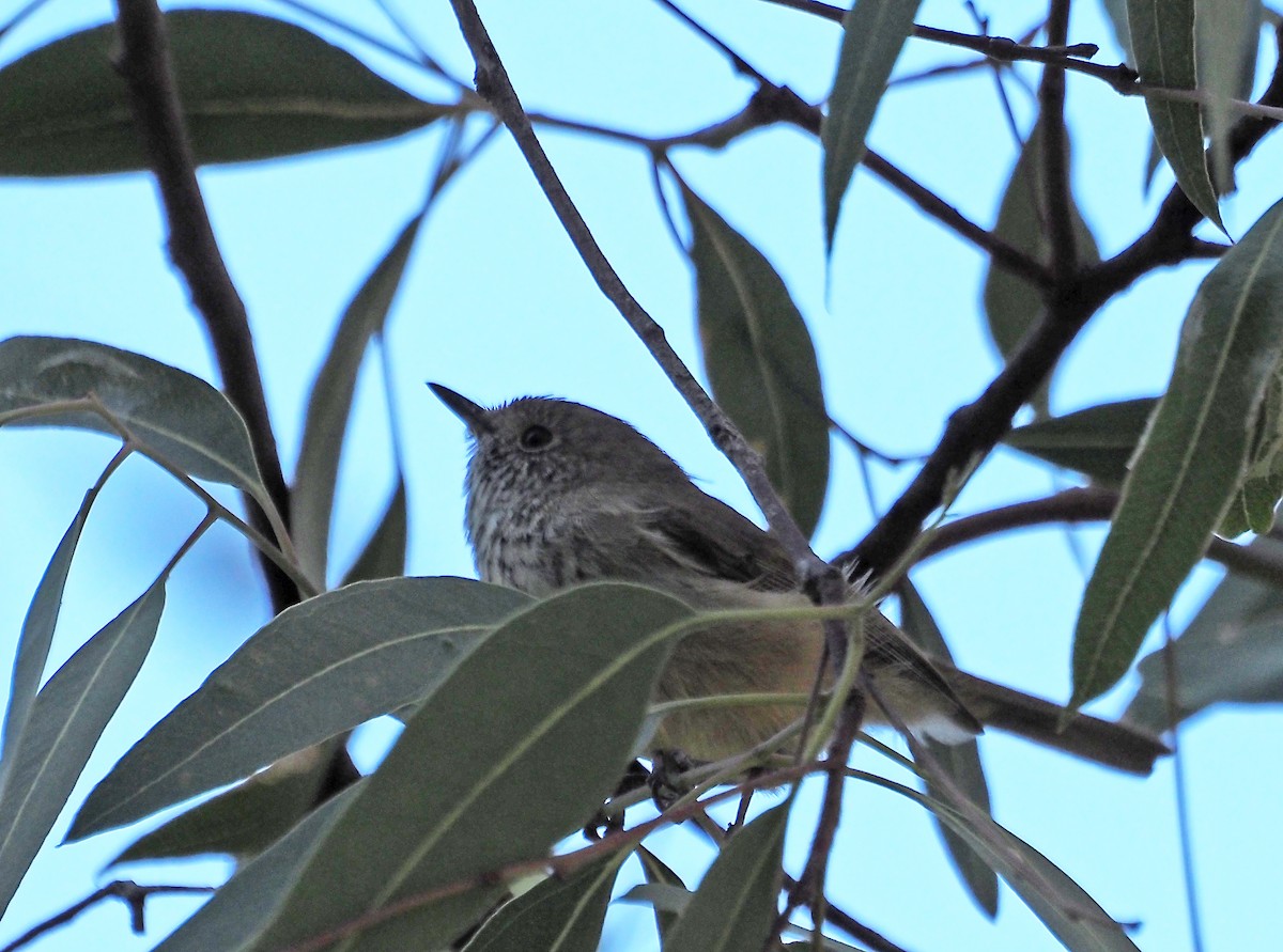 Brown Thornbill - ML617863958