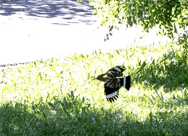 Eurasian Hoopoe - ML617863975