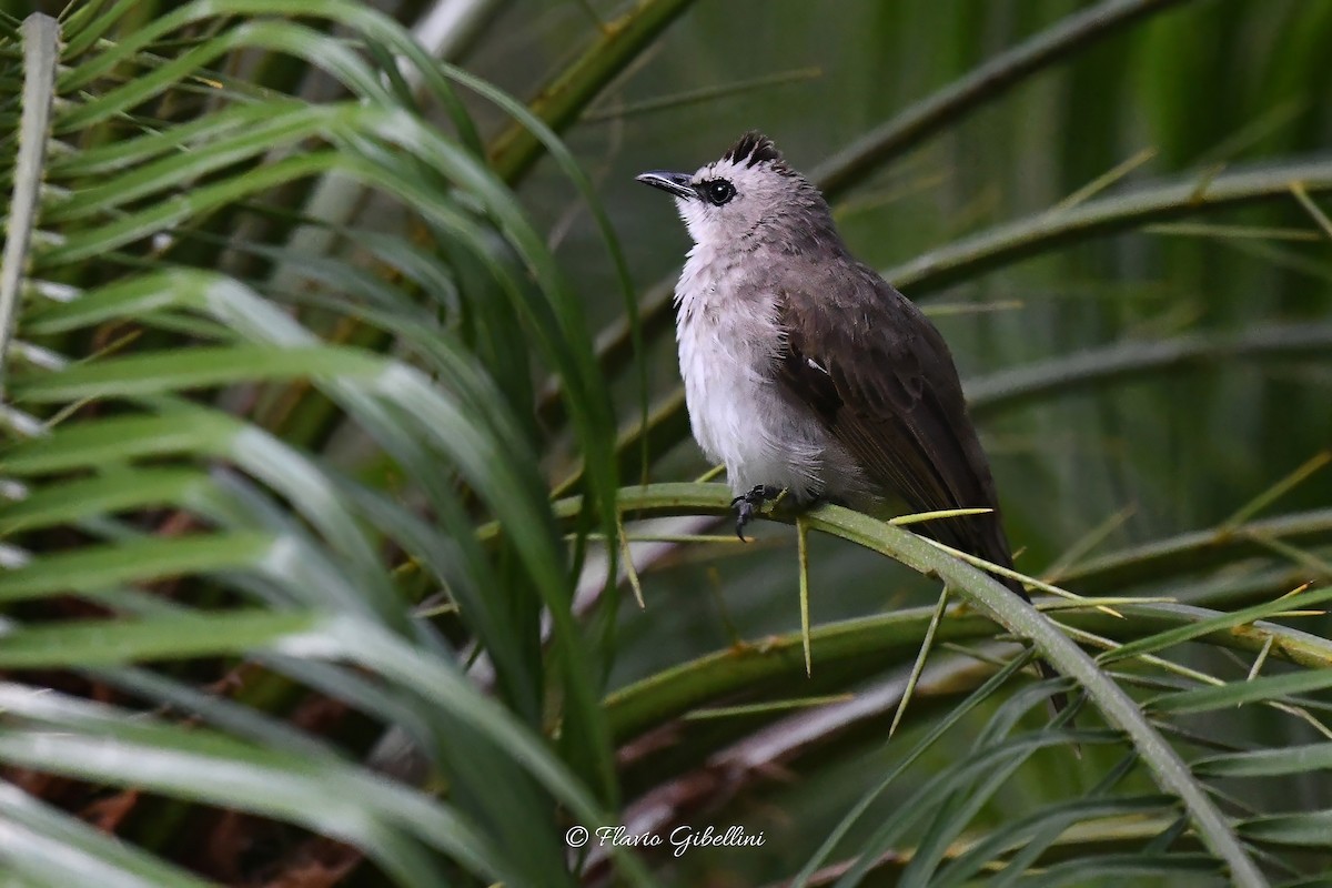 Yellow-vented Bulbul - ML617864000