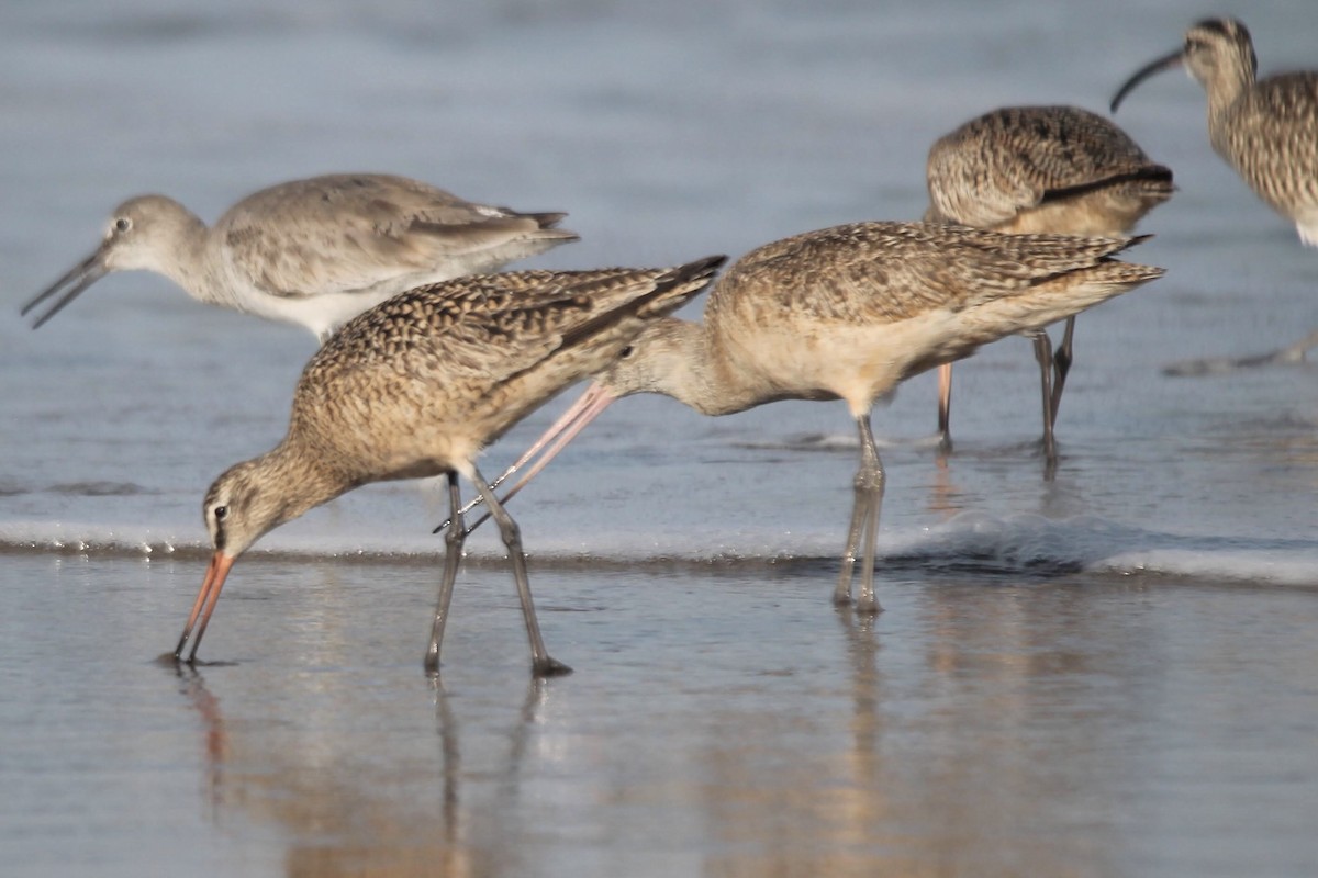 Marbled Godwit - ML617864001