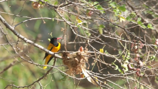 Black-hooded Oriole - ML617864003