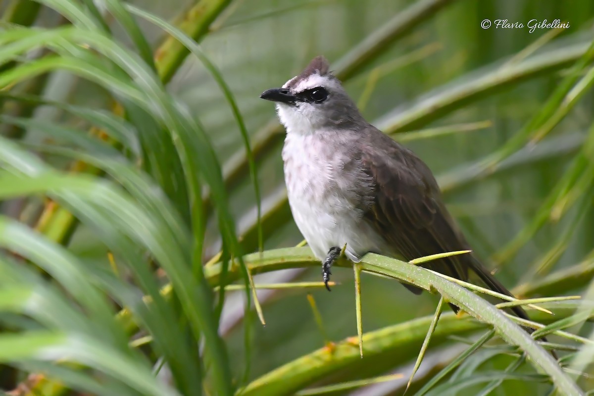 Yellow-vented Bulbul - ML617864005