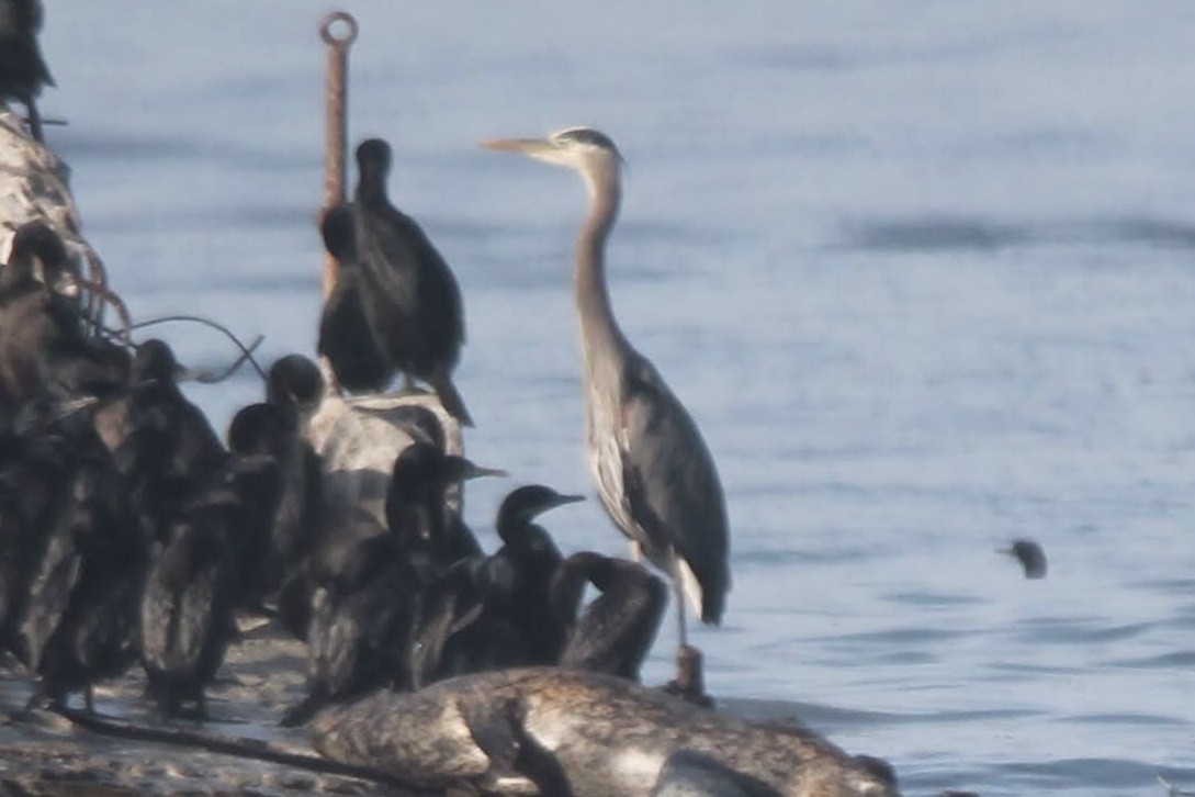 Great Blue Heron - ML617864007