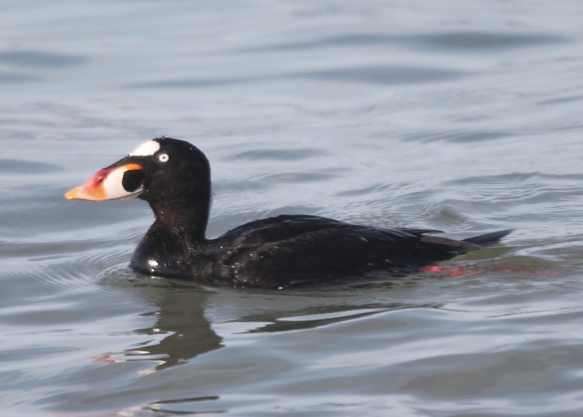 Surf Scoter - ML617864026