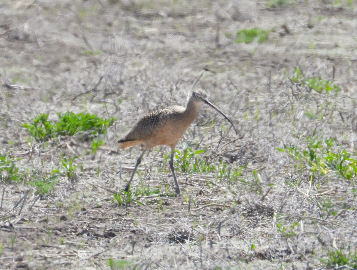 Long-billed Curlew - ML617864051
