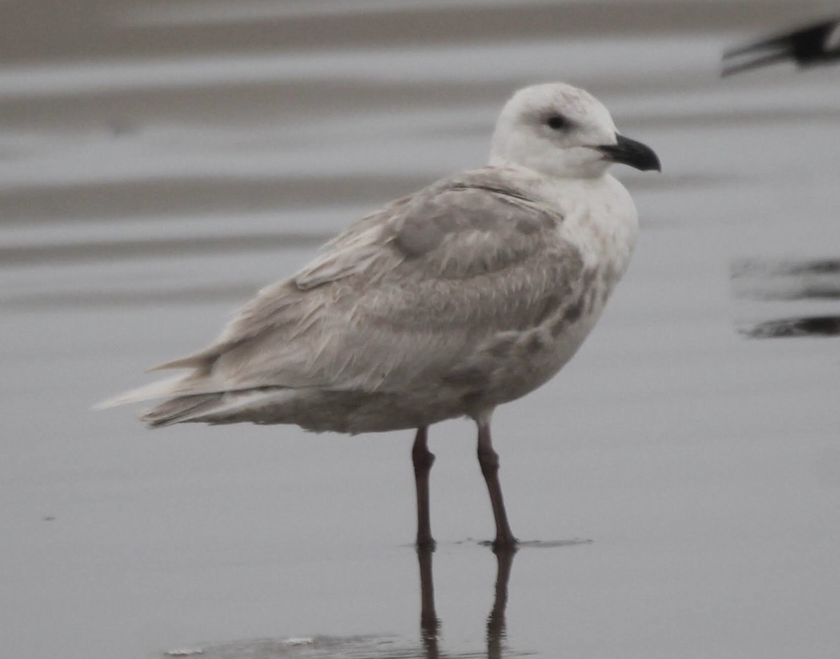 Gaviota de Bering - ML617864089