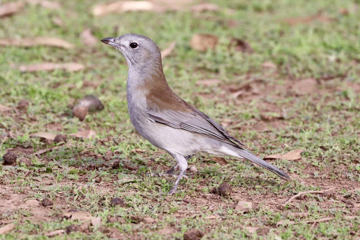 Gray Shrikethrush - JR Kinander