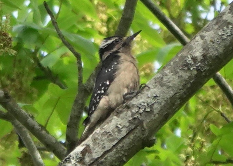 Hairy Woodpecker (Pacific) - Matt Dufort