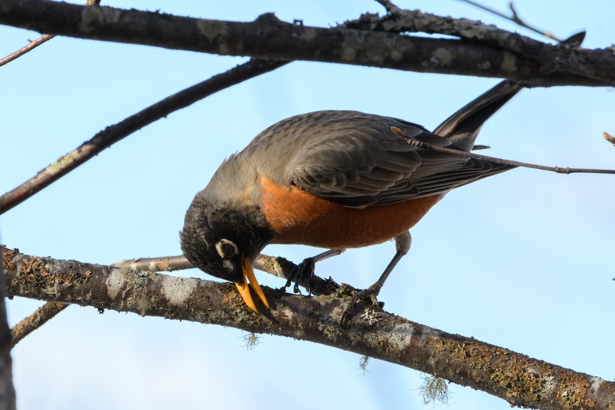 American Robin - ML617864213