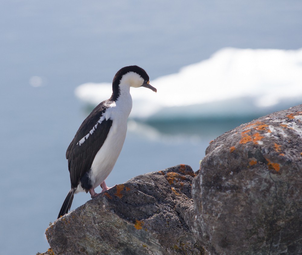 Cormoran antarctique - ML617864219