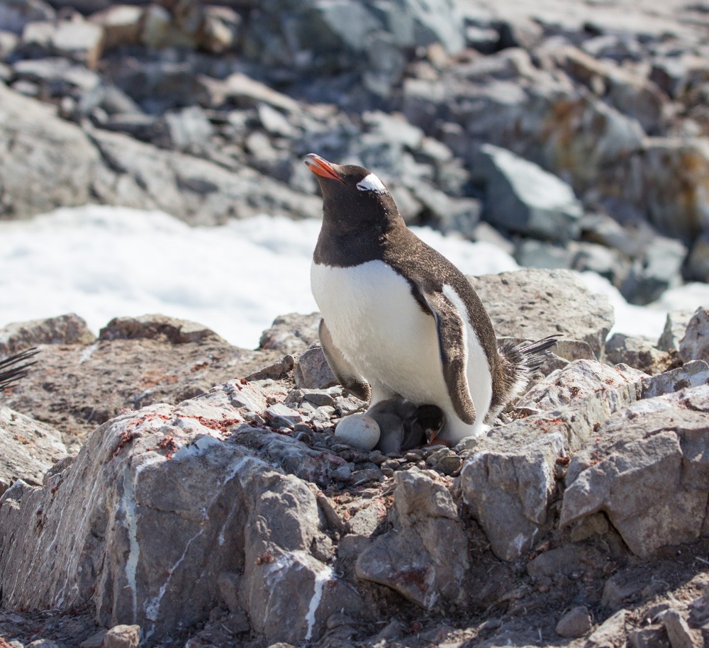 Pingüino Juanito - ML617864224