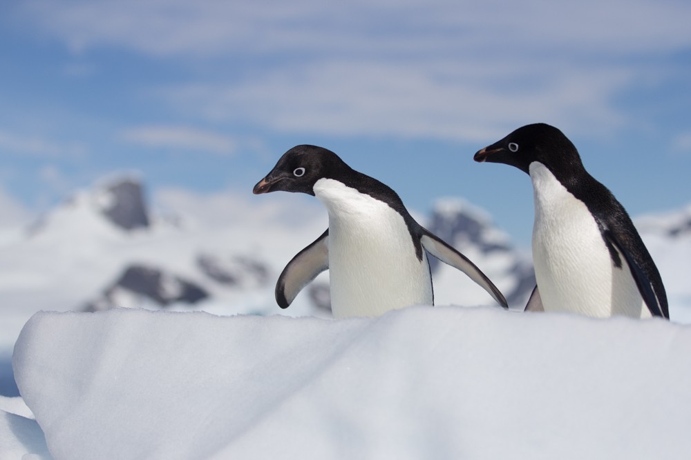 Adelie Penguin - ML617864227