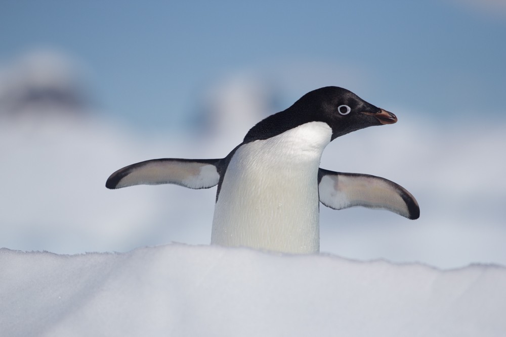 Adelie Penguin - ML617864228