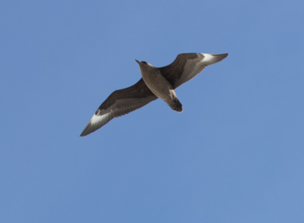 South Polar Skua - ML617864231