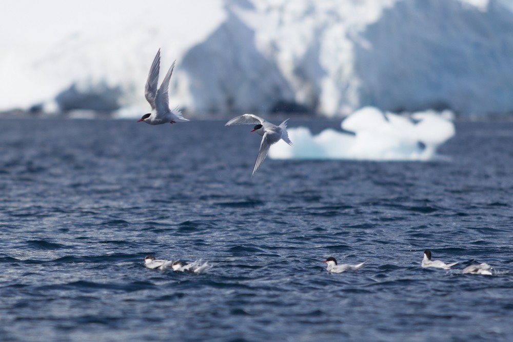 Antarctic Tern - ML617864233