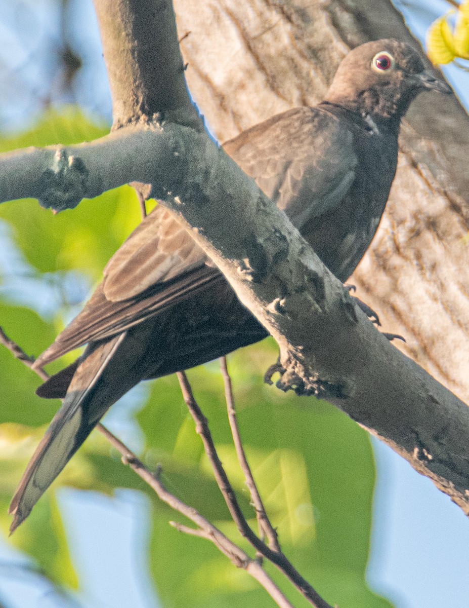 Eurasian Collared-Dove - ML617864236