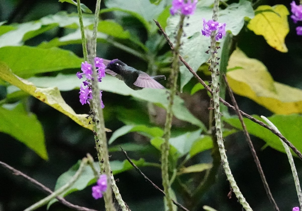Violet-headed Hummingbird - ML617864285