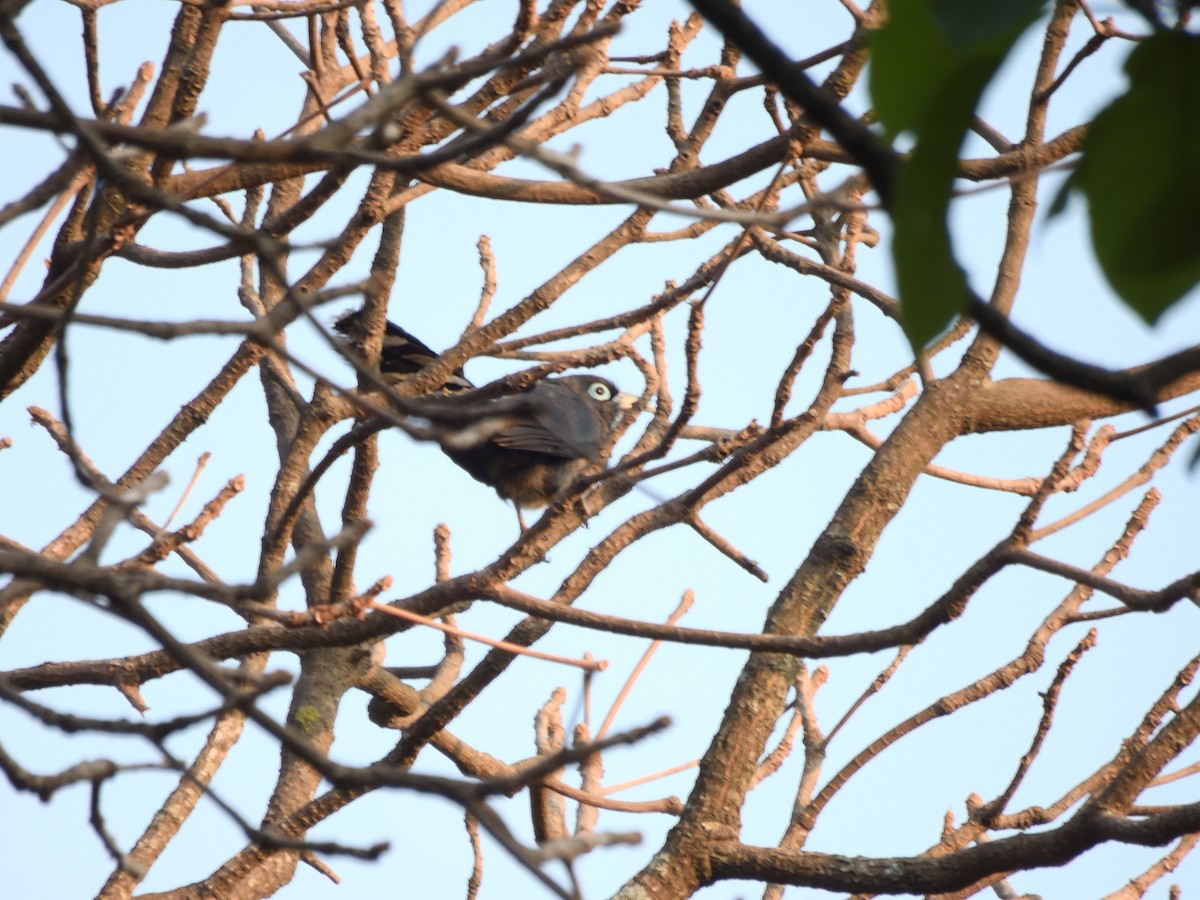 Blue-faced Malkoha - ML617864304