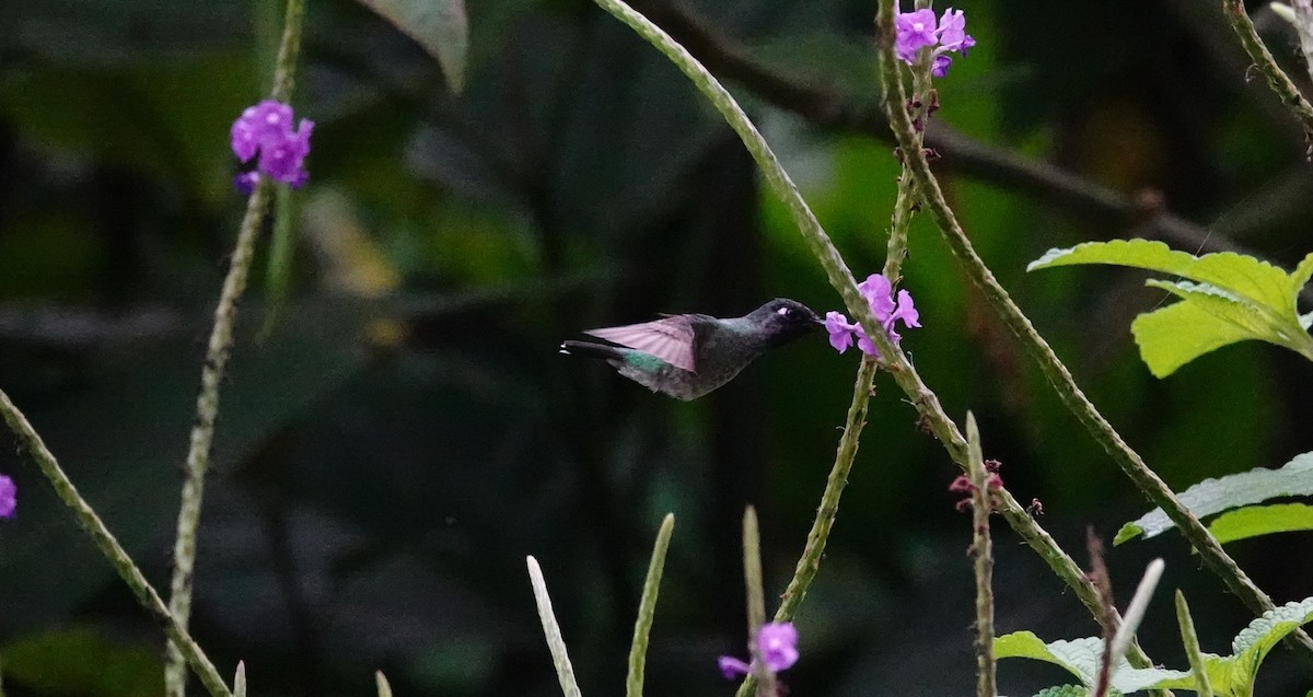 Violet-headed Hummingbird - ML617864308