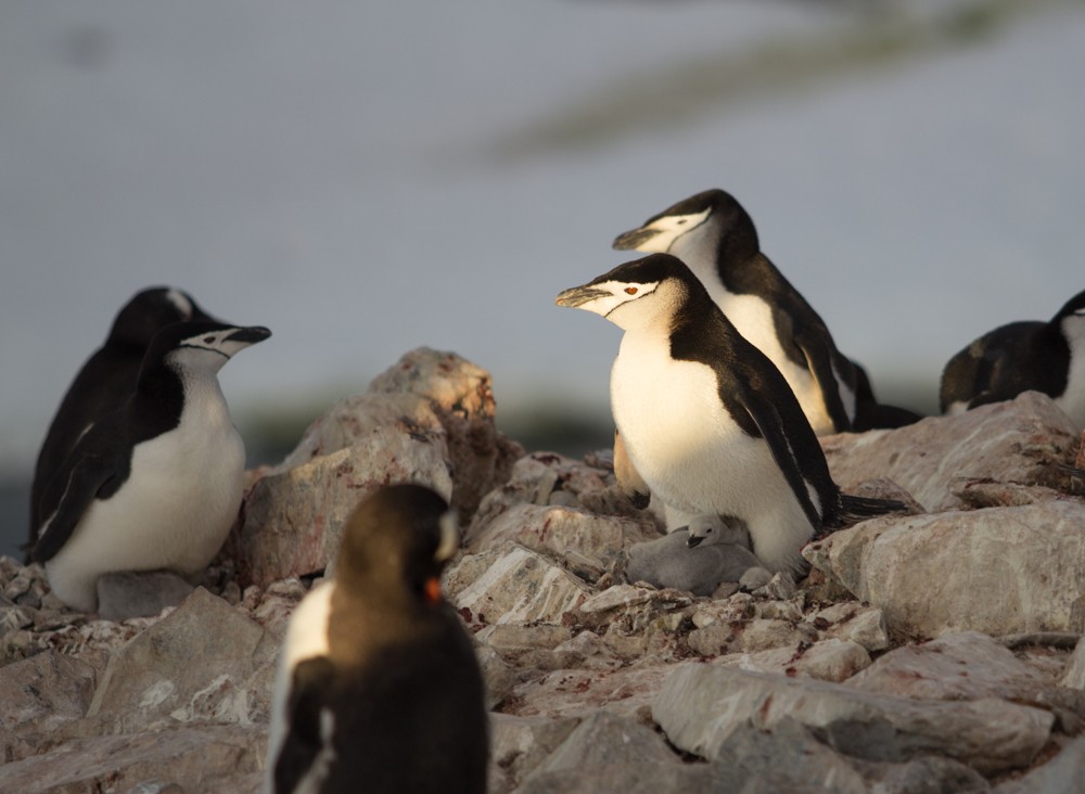 Chinstrap Penguin - Lindy Fung