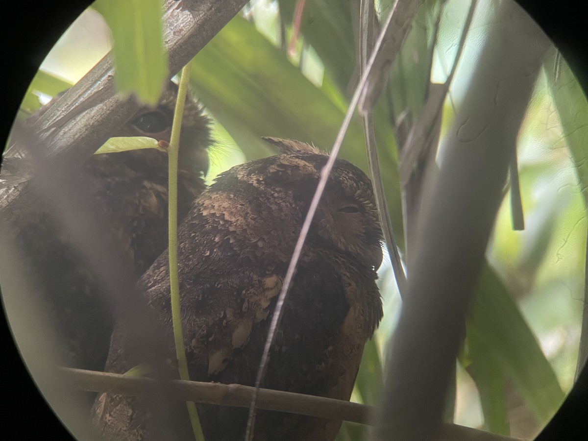 Sunda Scops-Owl - Tomas Axén Haraldsson