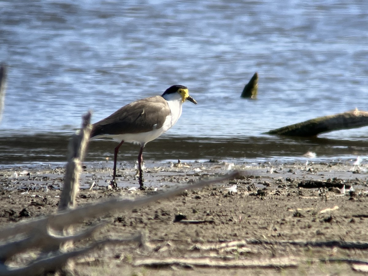 Masked Lapwing - ML617864335