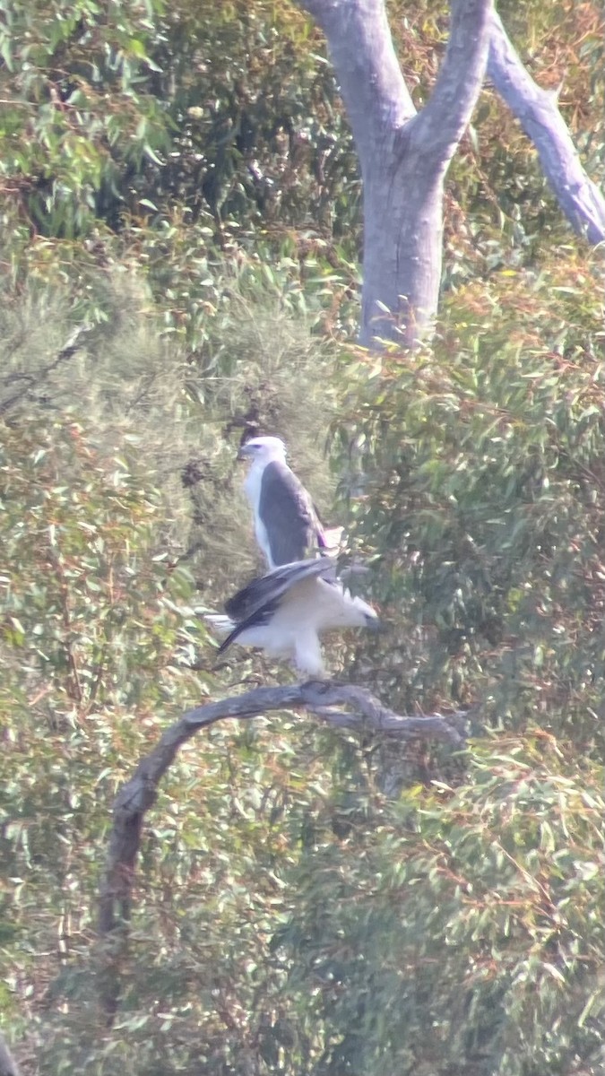 White-bellied Sea-Eagle - ML617864338