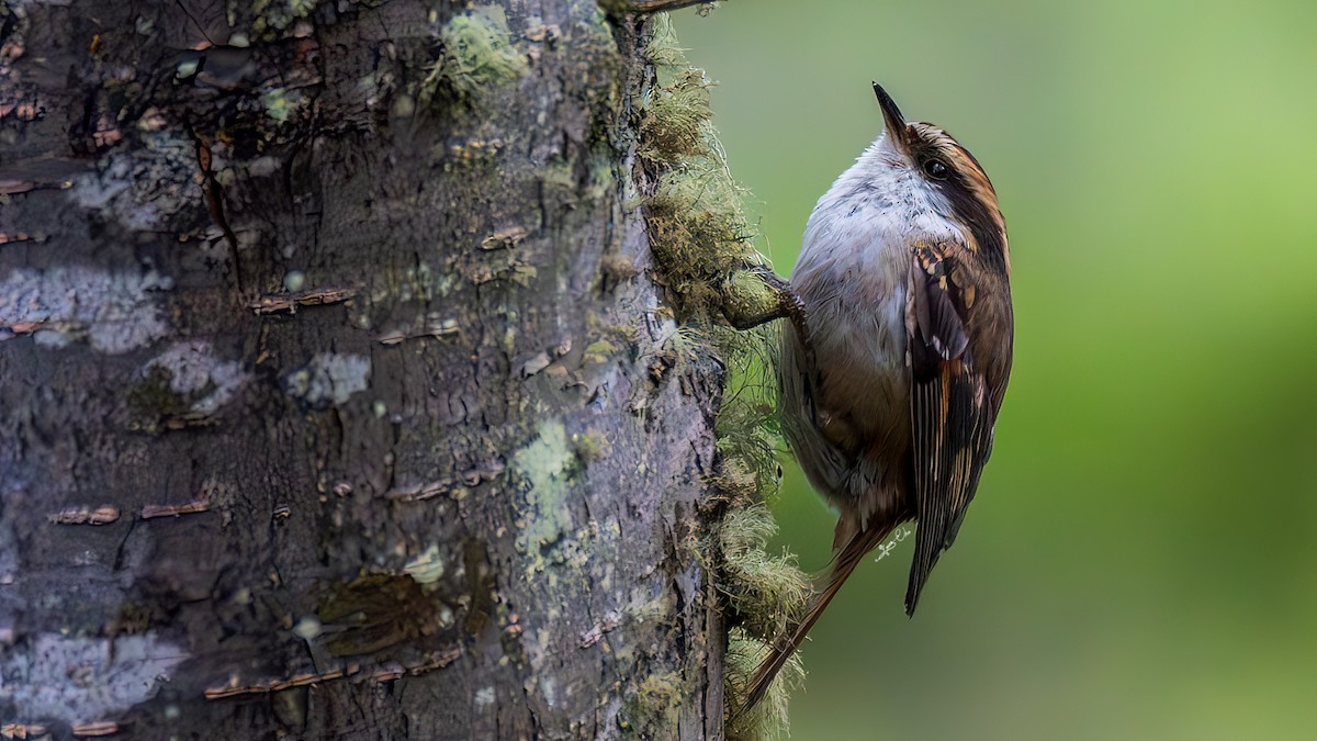 Thorn-tailed Rayadito - ML617864351