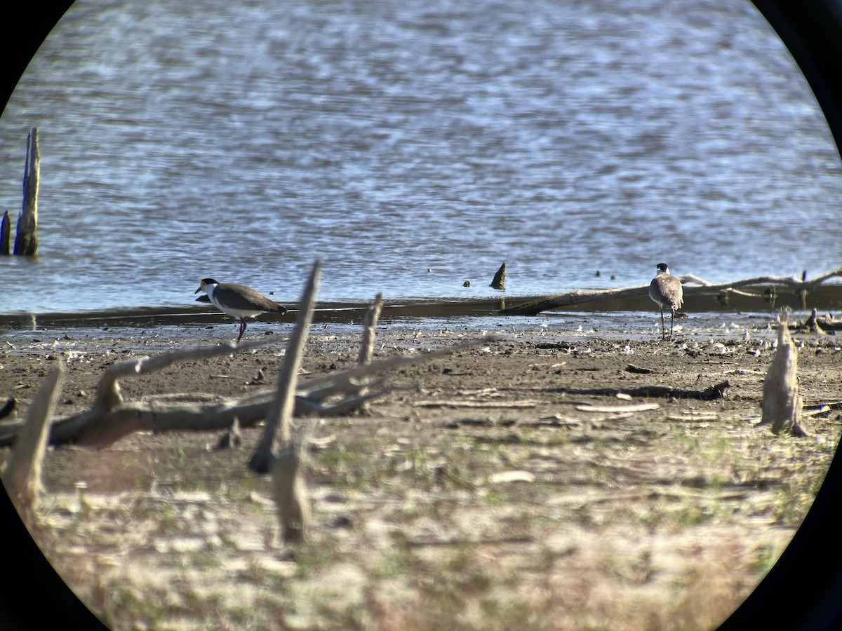 Masked Lapwing - ML617864370