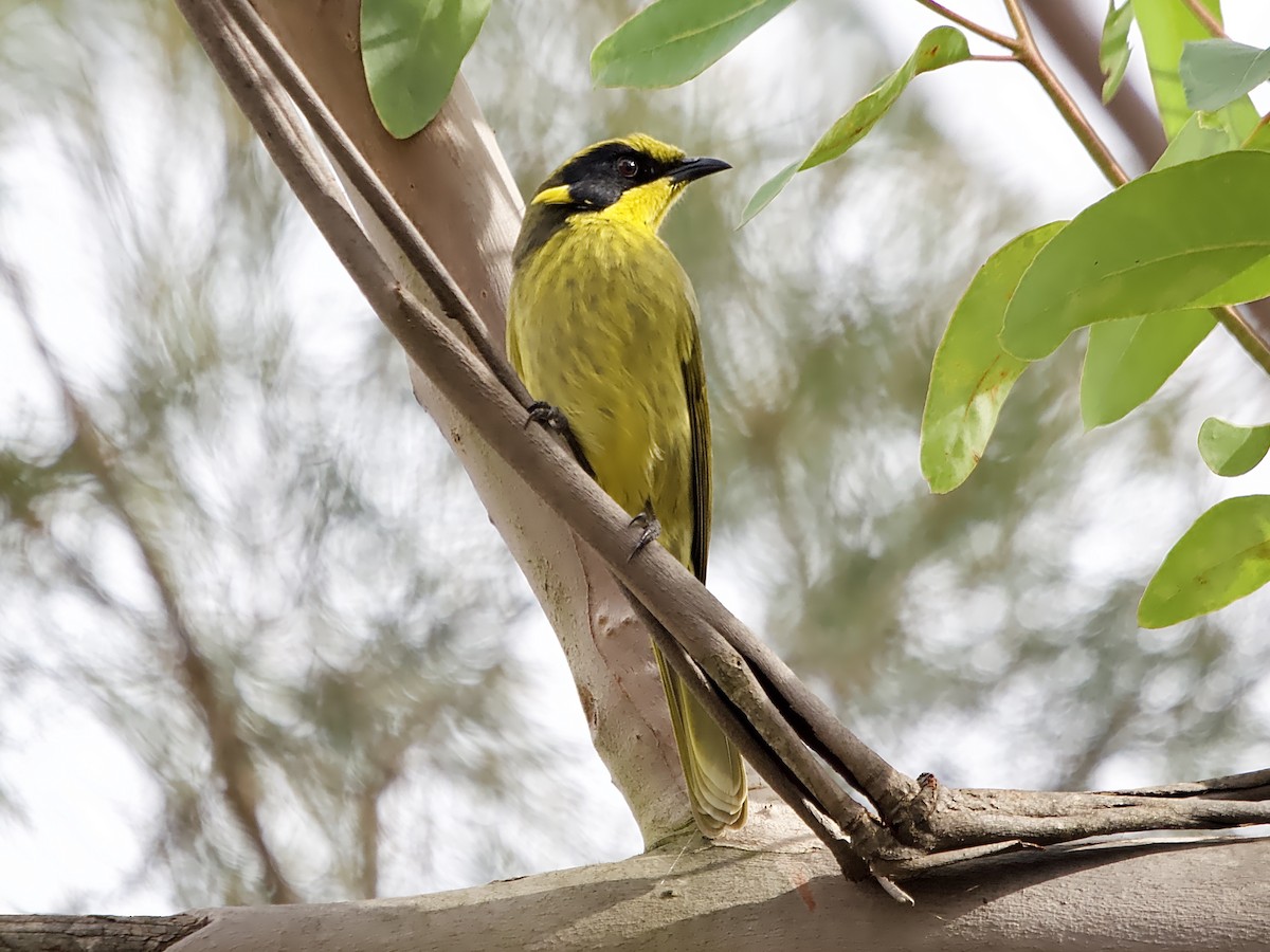 Yellow-tufted Honeyeater - Allan Johns