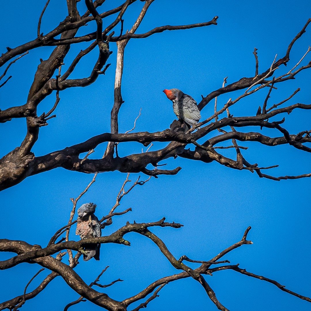 Gang-gang Cockatoo - Kaye Kelly