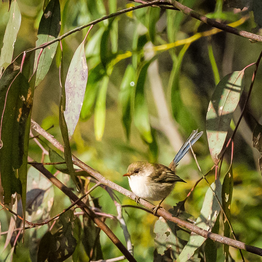 Superb Fairywren - ML617864433