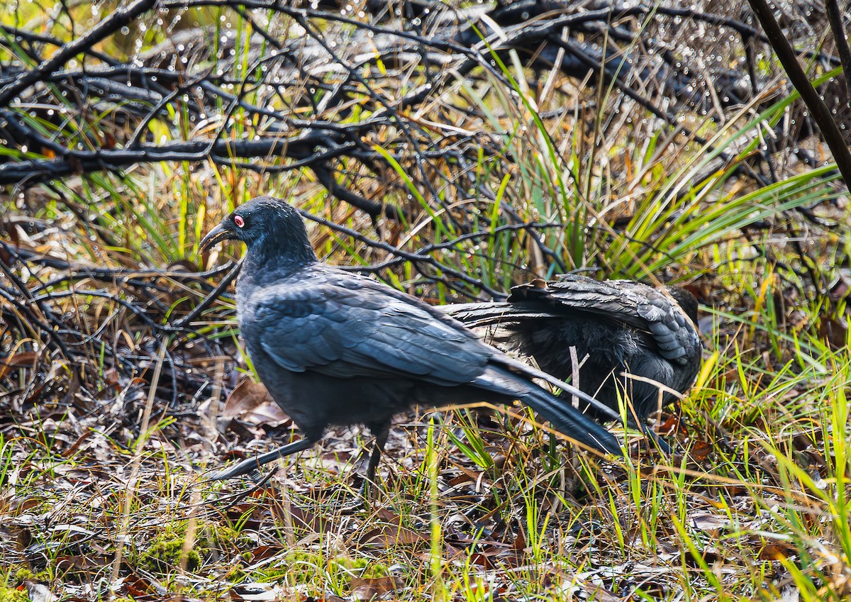 White-winged Chough - ML617864436