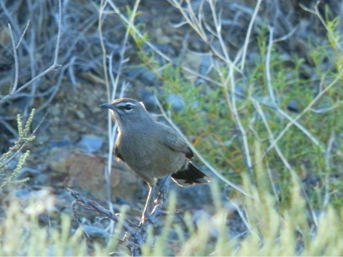 Karoo Scrub-Robin - Andrew Cauldwell