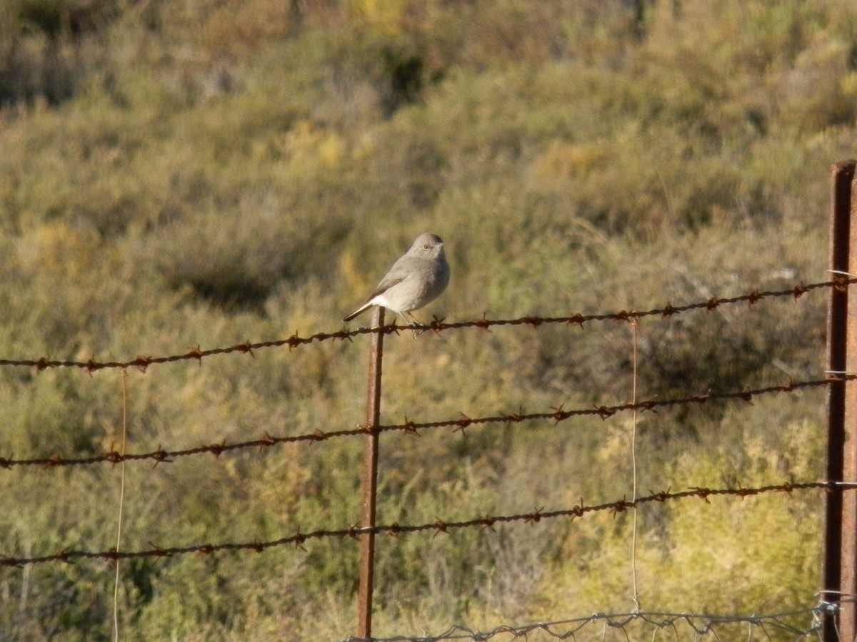 Traquet du Karoo - ML617864461