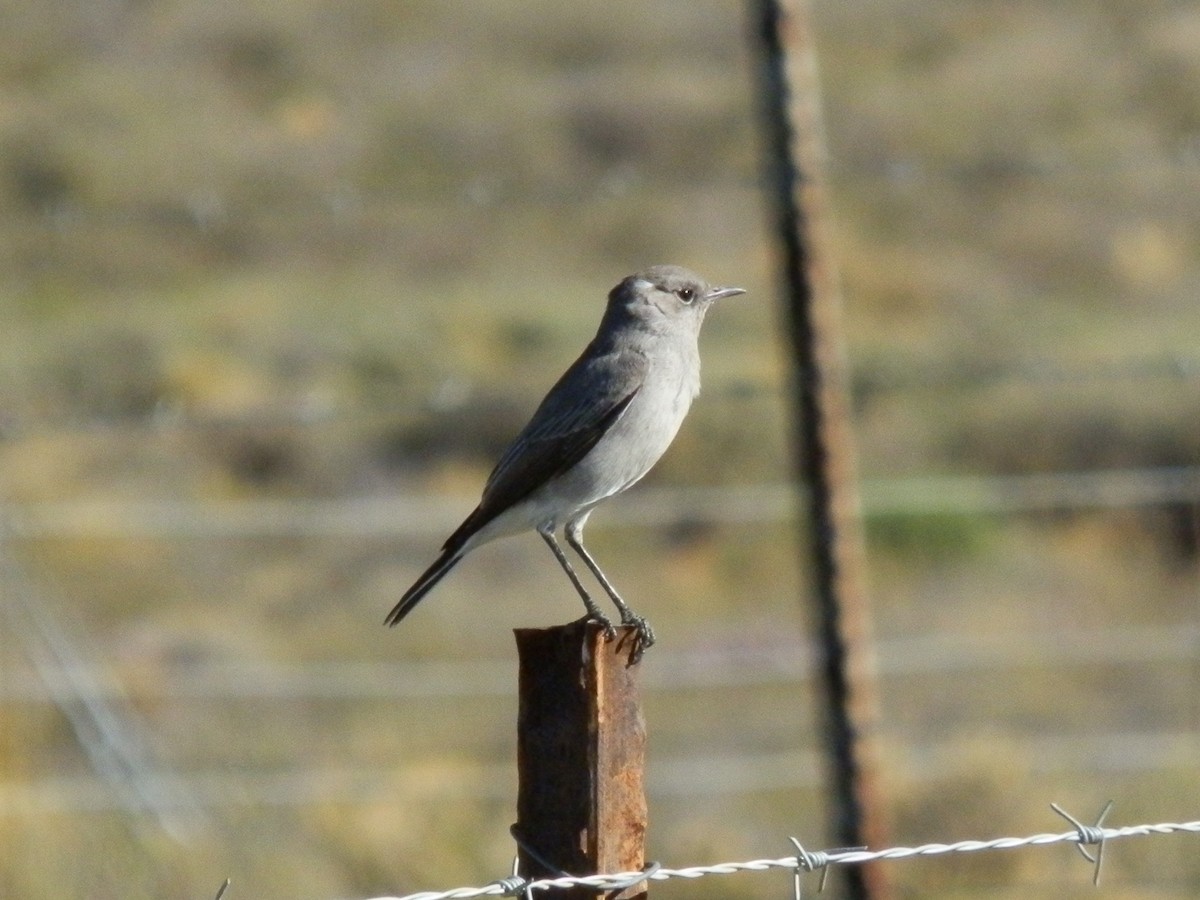 Colinegro del Karoo - ML617864462