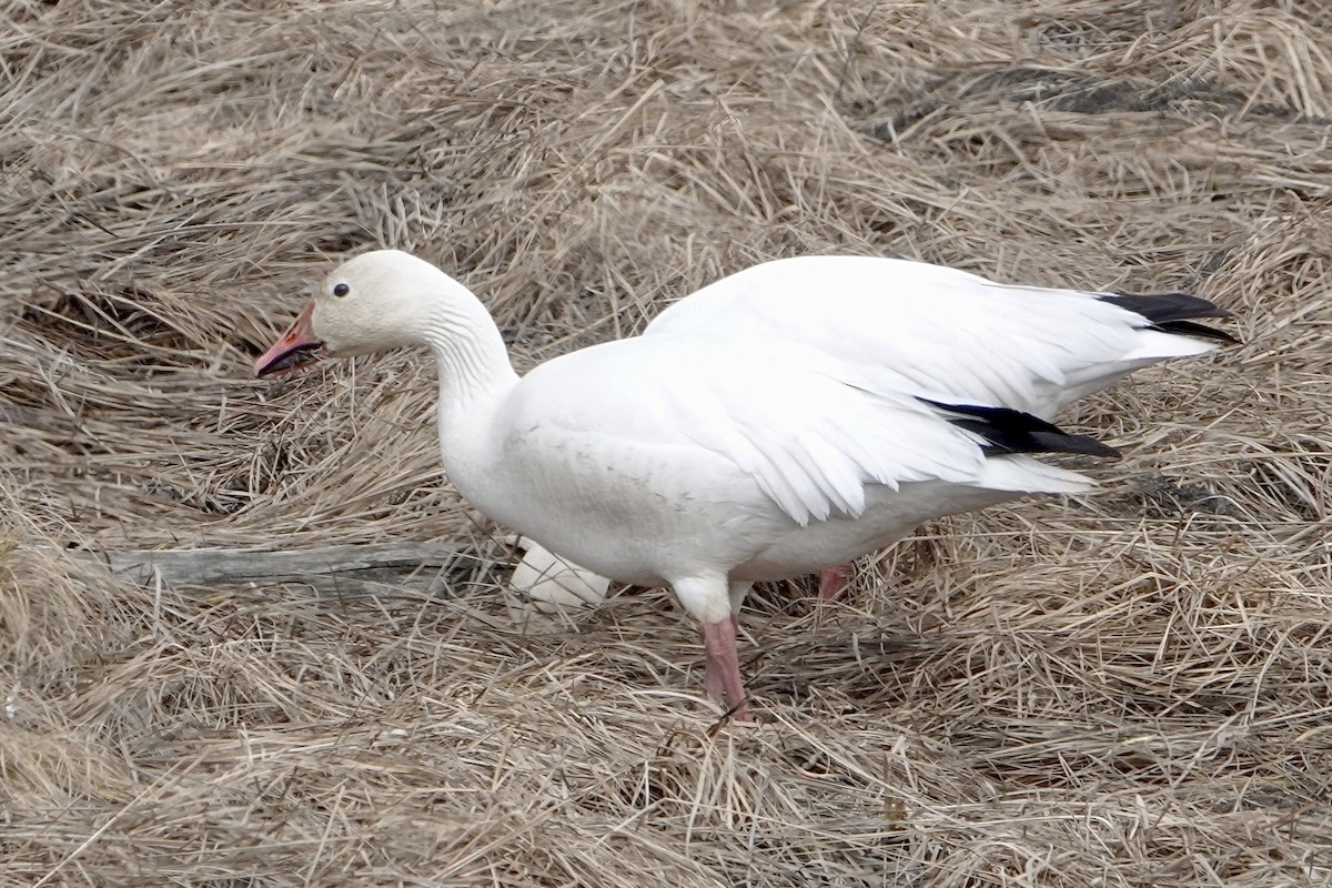 Snow Goose - ML617864473