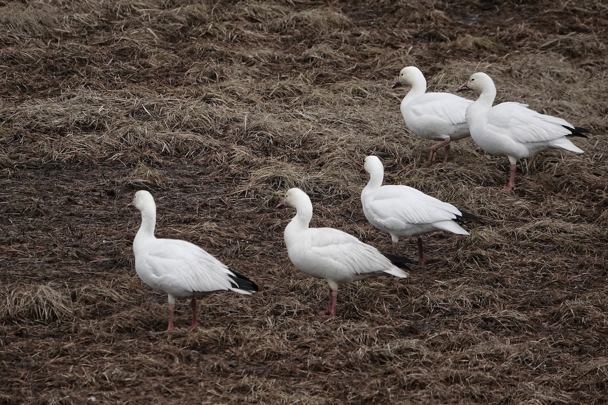 Snow Goose - ML617864474