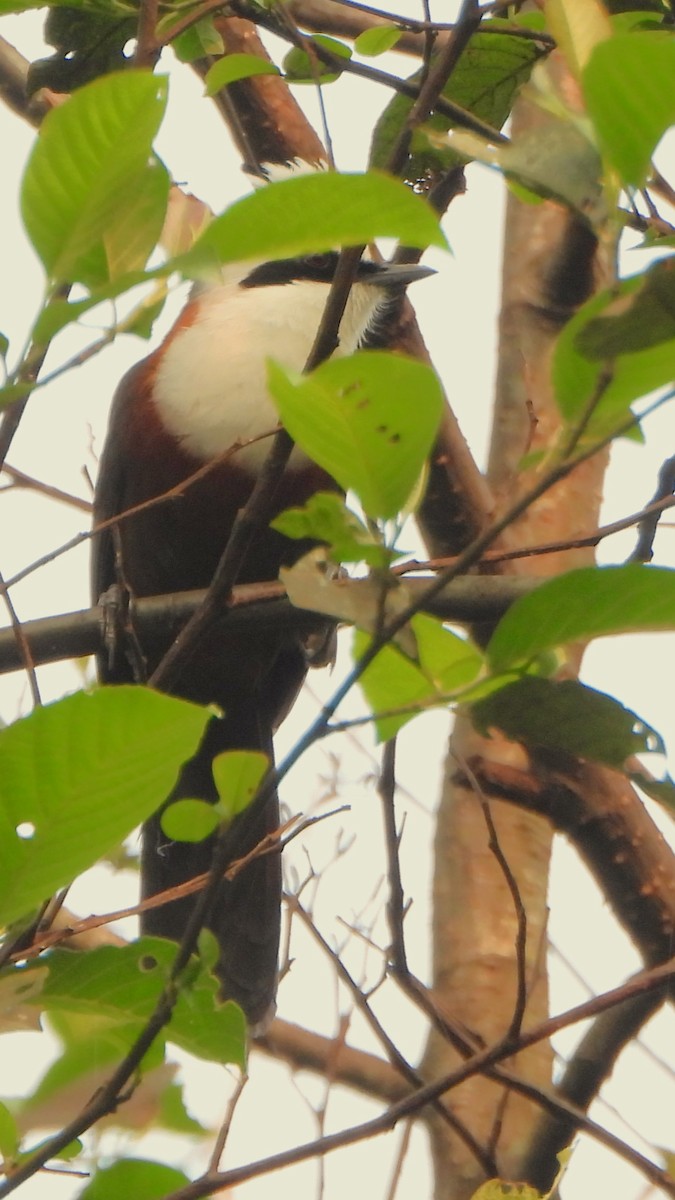 White-crested Laughingthrush - ML617864497