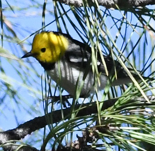 Paruline à tête jaune - ML617864569