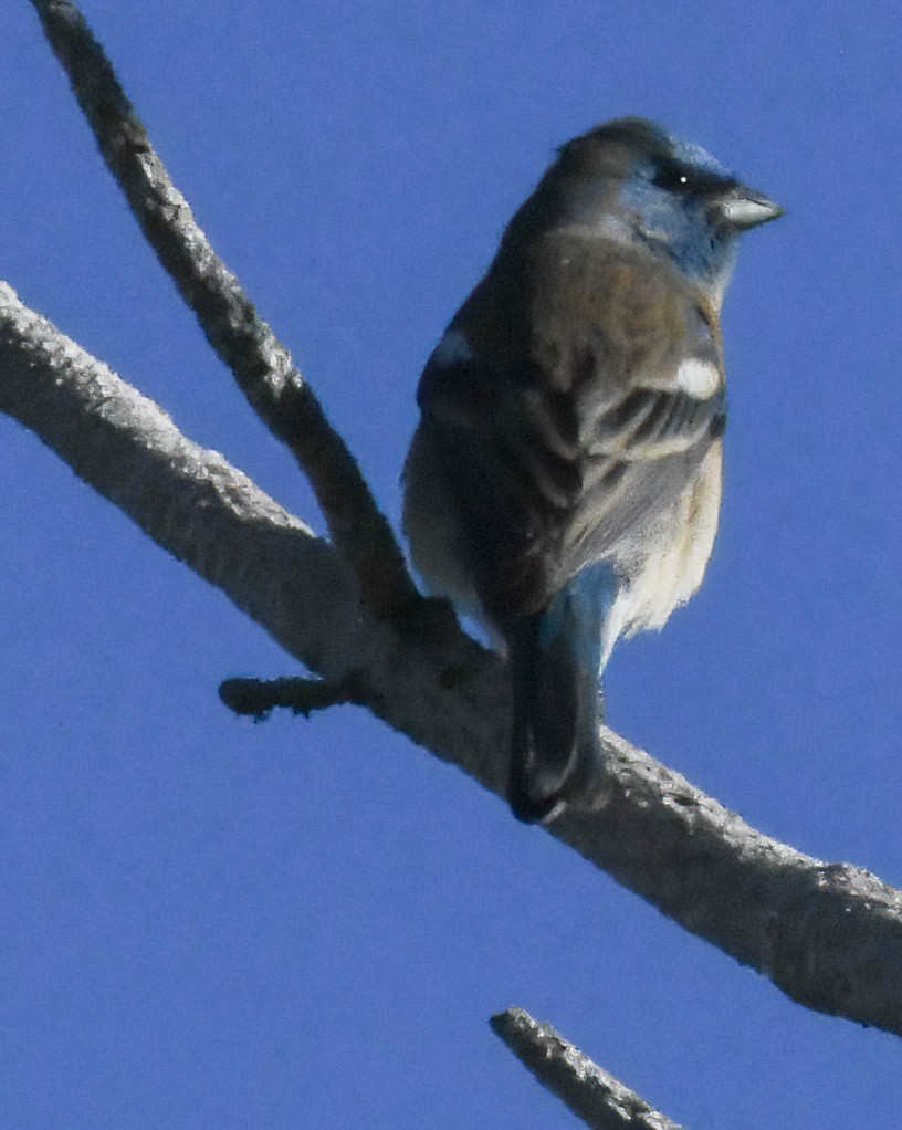 Lazuli Bunting - Jeff Goulding